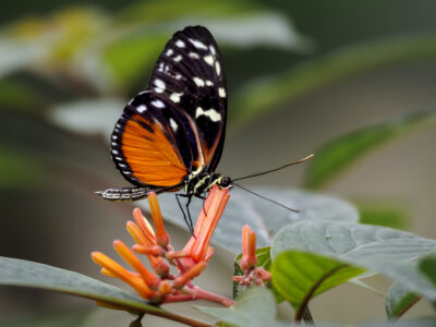 Schmetterling